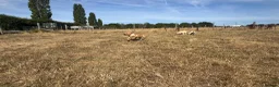 Labrador Retriever dogs for sale: Farm Reared Fox Red & Cream Labradors - Advert 11