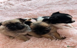 Chihuahua dogs for sale: 3 chihuahuas for sale - Image 12