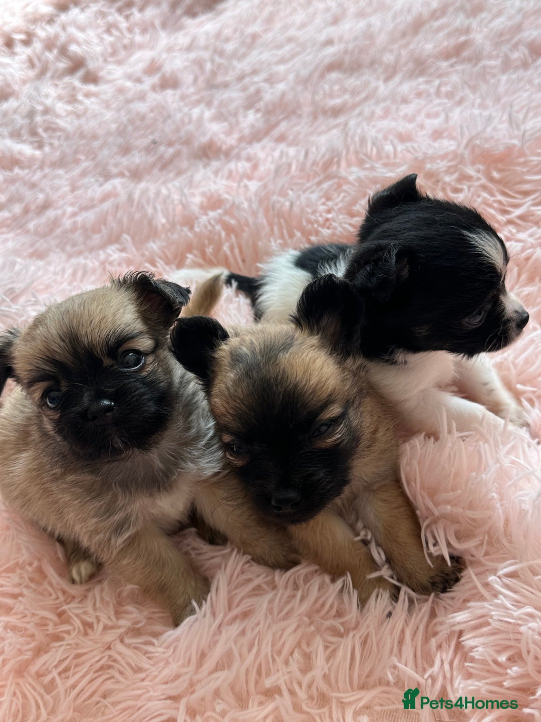 Chihuahua dogs for sale: 3 chihuahuas for sale - Image 12