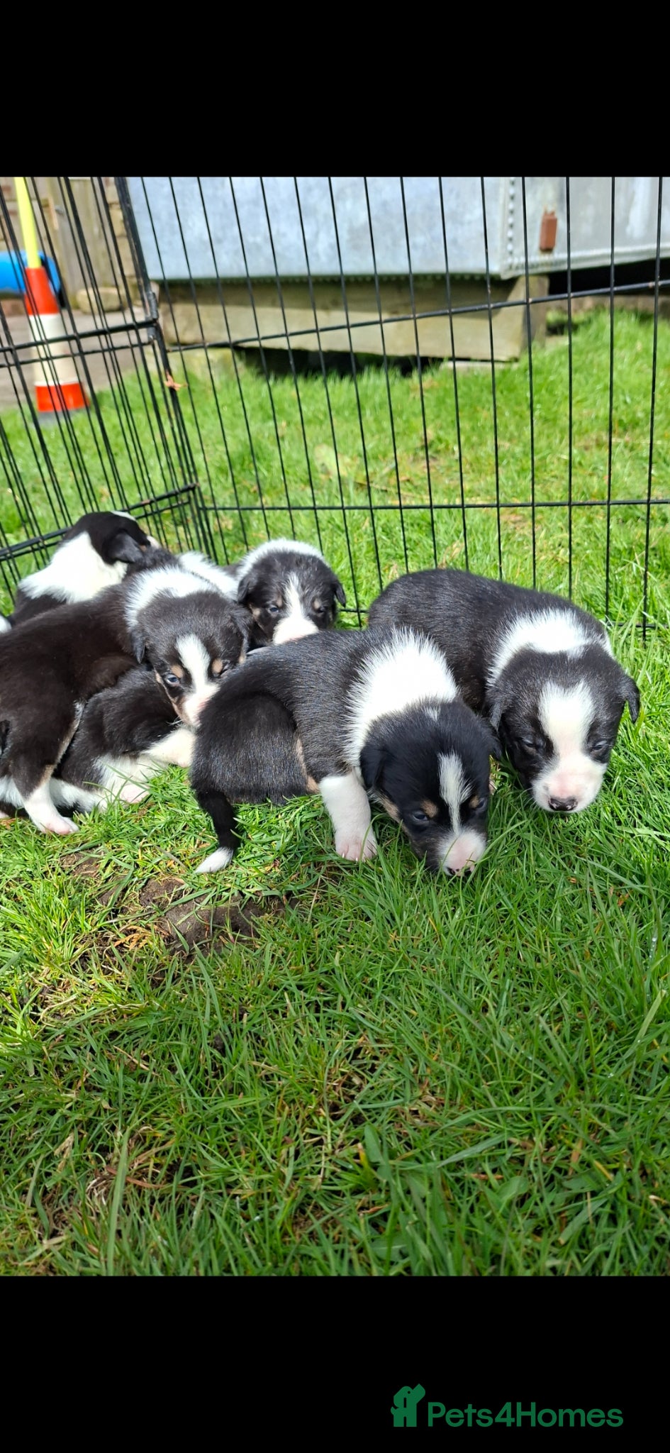 Border Collie dogs Stunning farm bred border collie pups  - Advert 5