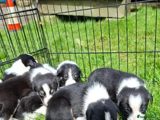 Border Collie dogs Stunning farm bred border collie pups - Advert 5