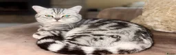 British Shorthair cats for sale: GCCF BSH silver tabby and silver chinchilla girls - Advert 15