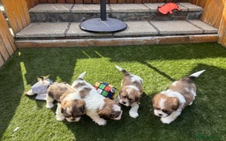 Cava Tzu dogs for sale: Stunning litter of Cava-Tzu pups - Image 1