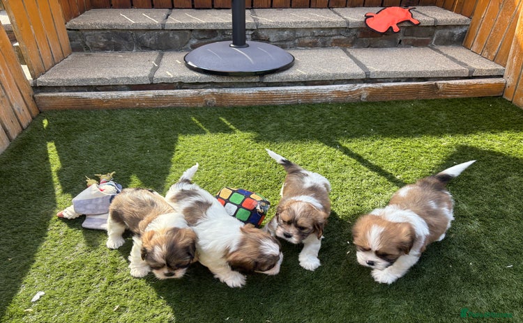 Cava Tzu dogs - Advert 1