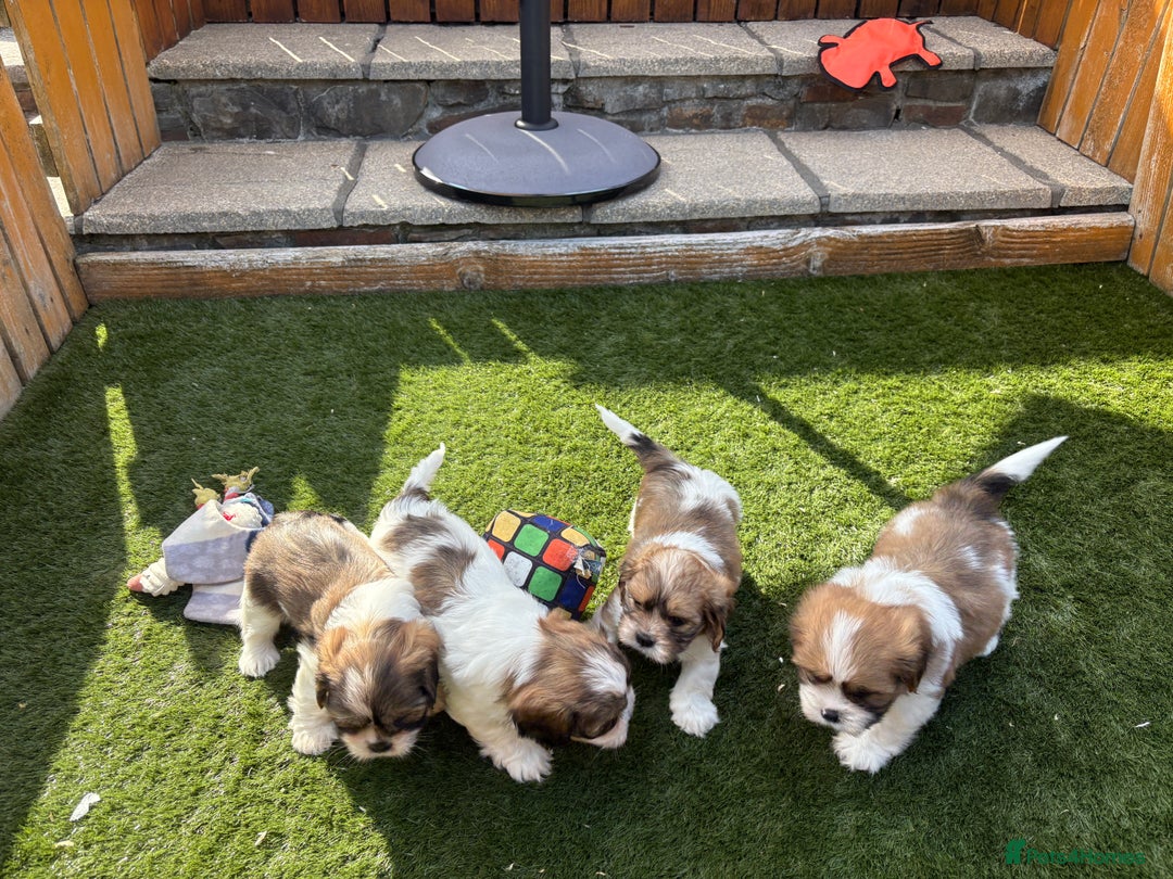 Cava Tzu dogs for sale: Stunning litter of Cava-Tzu pups - Image 1