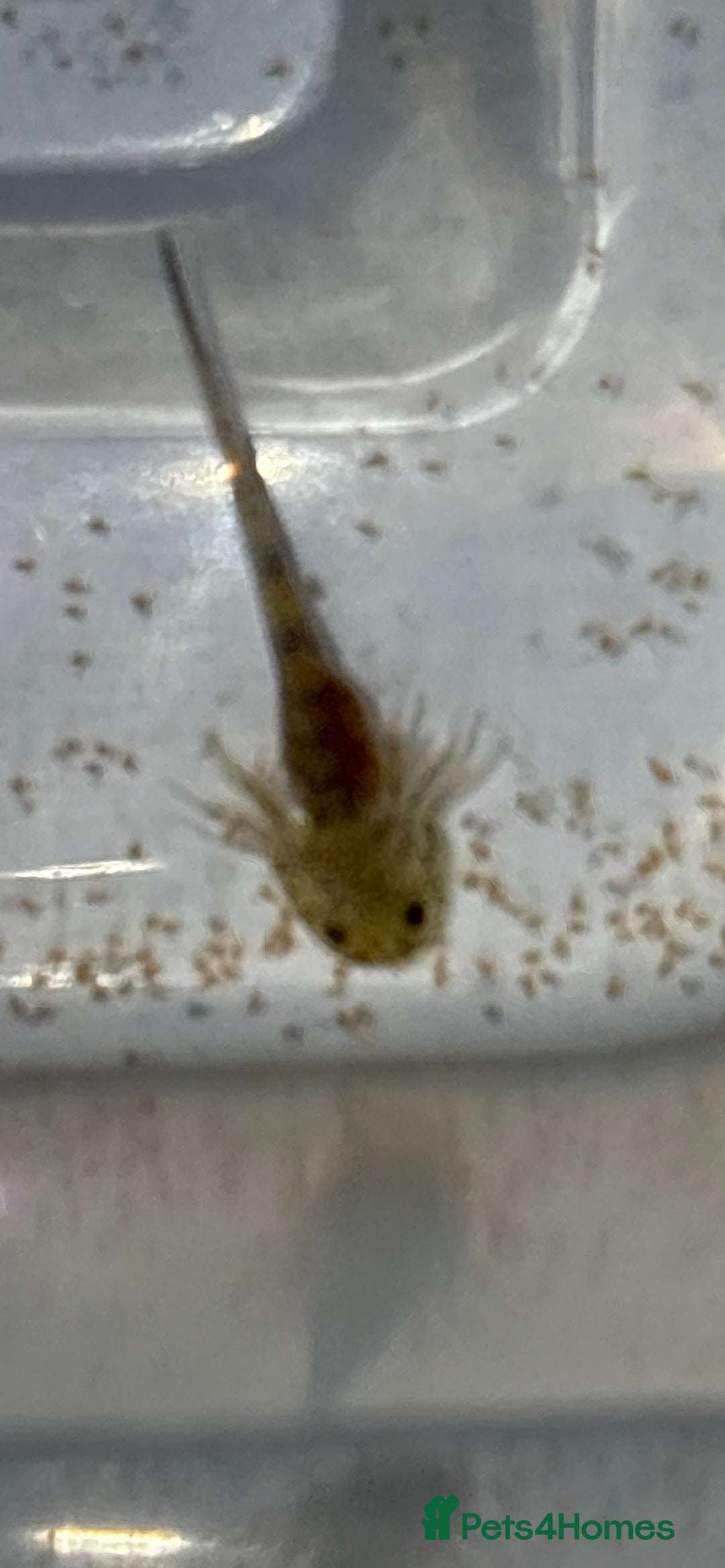 Axolotl reptiles for sale: Baby aXolotls - Advert 5