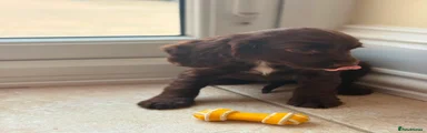 Cocker Spaniel 3