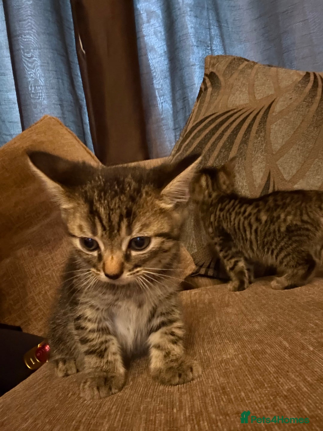 Domestic Shorthair cats for sale: Kitten for sale  - Image 2