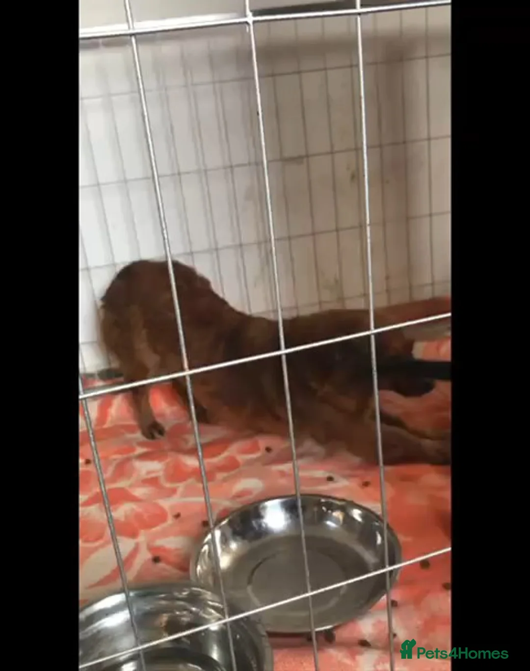 Mixed Breed dogs for adoption: Canela, 5-6 yrs old. Available for adoption. - Advert 8