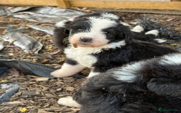 Bernedoodle dogs for sale: Bernadoodle 4 male home bred puppies  - Image 8