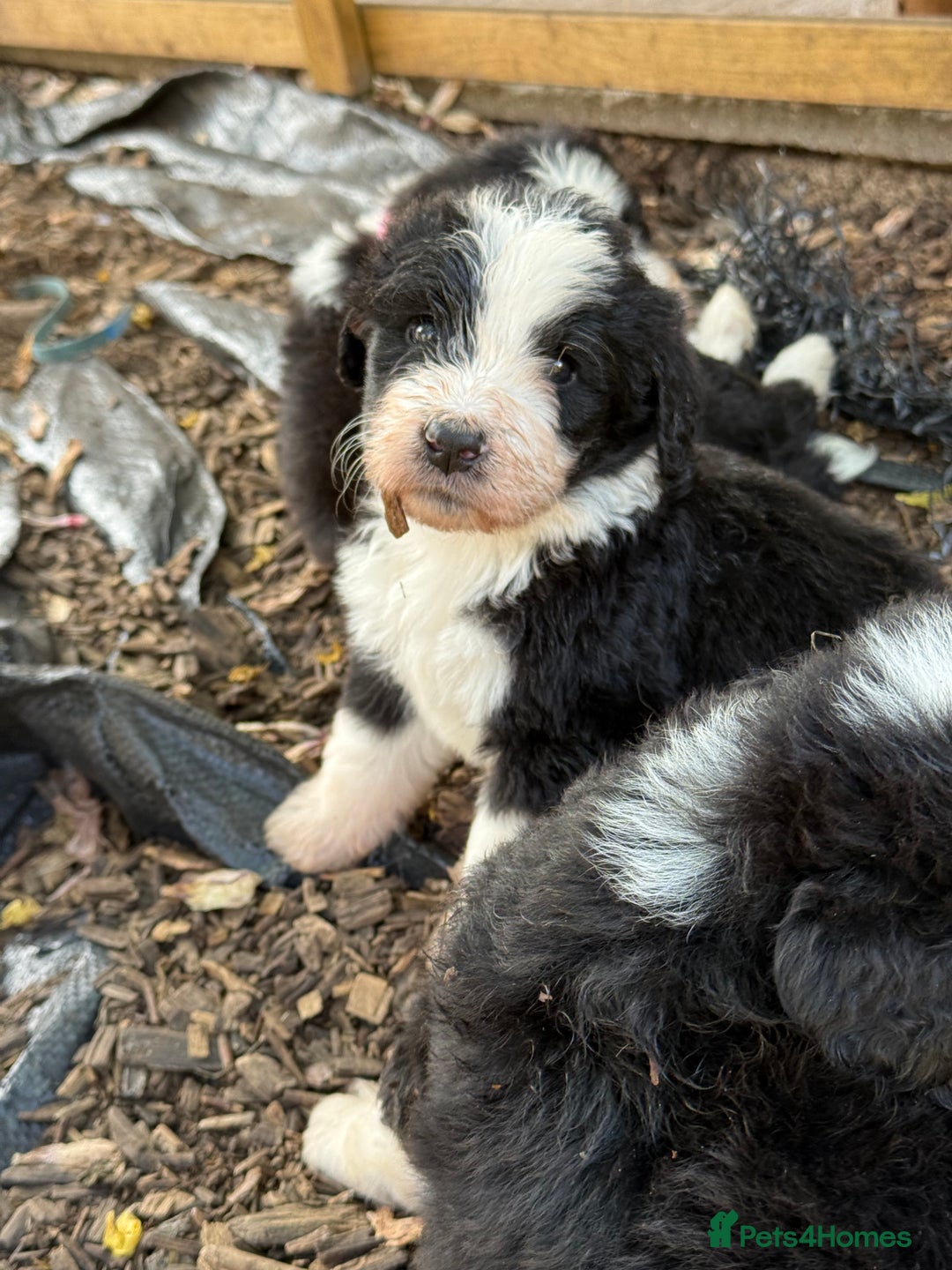 Bernedoodle dogs for sale: Bernadoodle 4 male home bred puppies  - Image 8