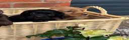 Cocker Spaniel dogs for sale: Quality Cocker Spaniel Puppies - Advert 6