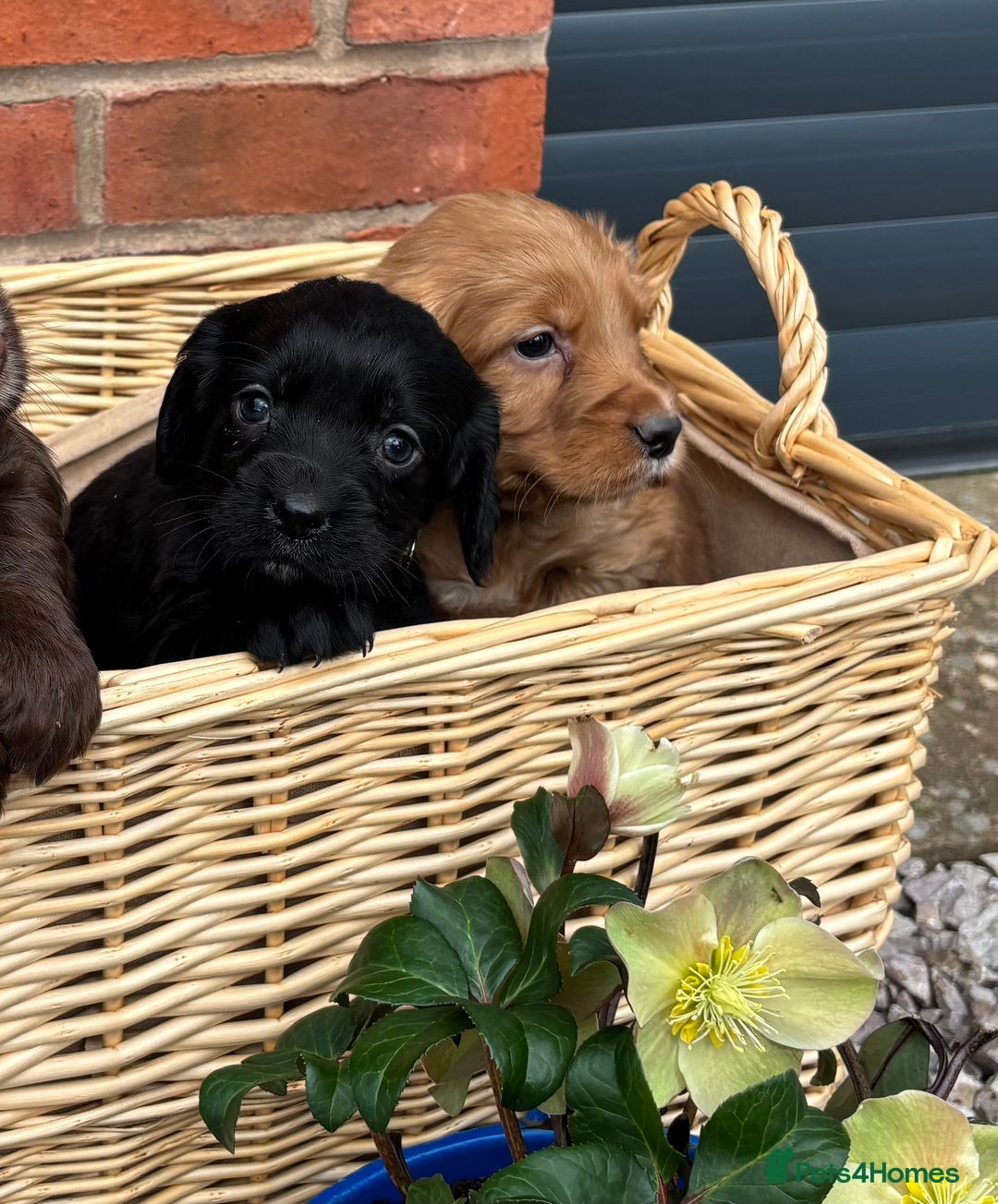 Cocker Spaniel dogs for sale: Quality Cocker Spaniel Puppies - Advert 6