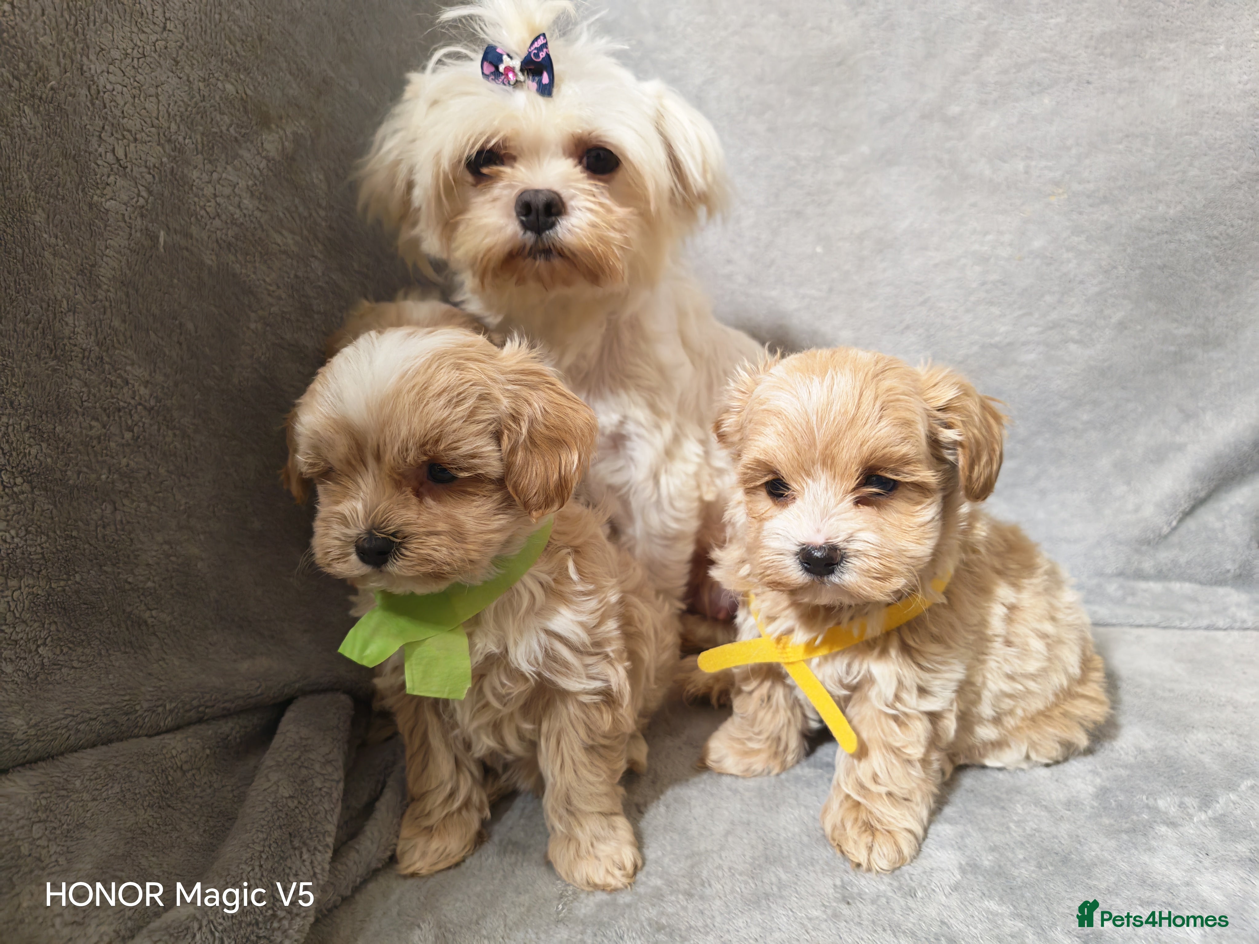 Maltipoo dogs Toy Maltipoo Puppies  - Advert 8