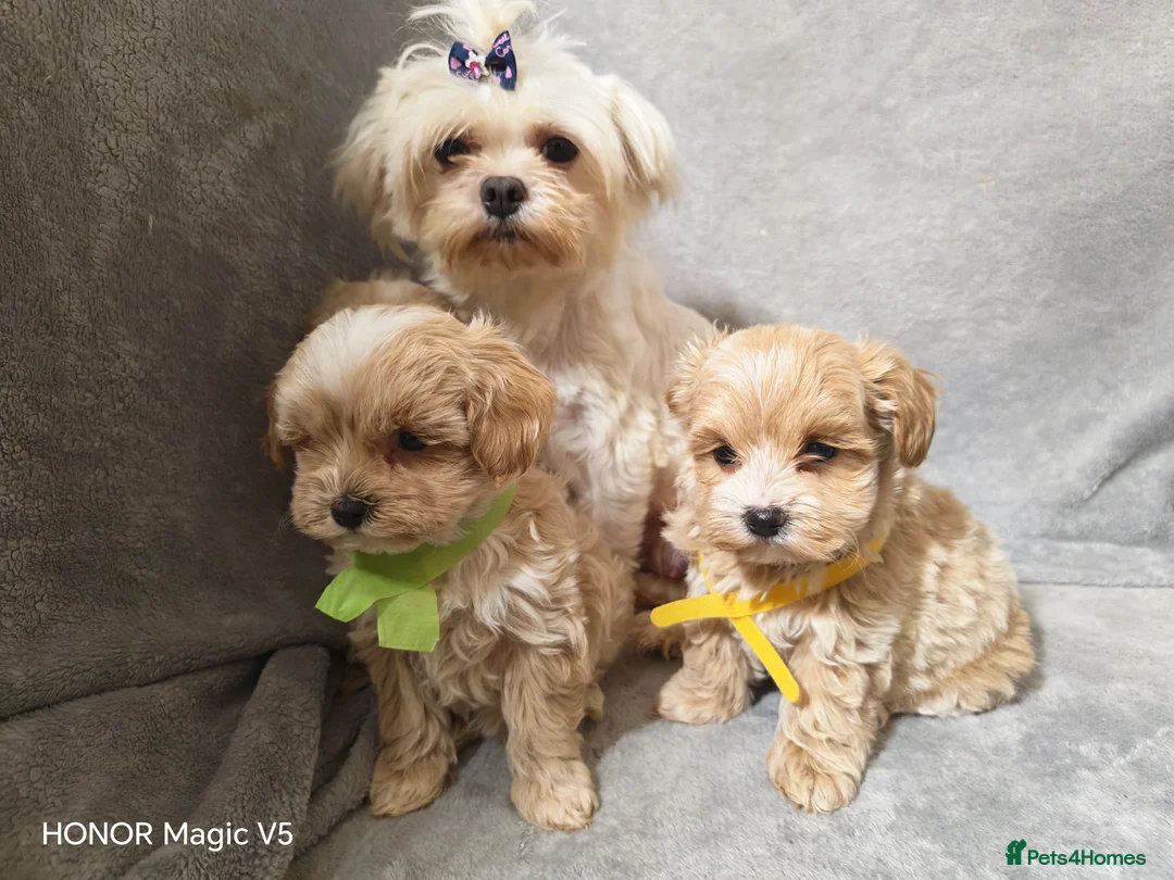Maltipoo dogs for sale: Toy Maltipoo Puppies  - Advert 1
