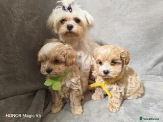 Maltipoo dogs Toy Maltipoo Puppies - Advert 8