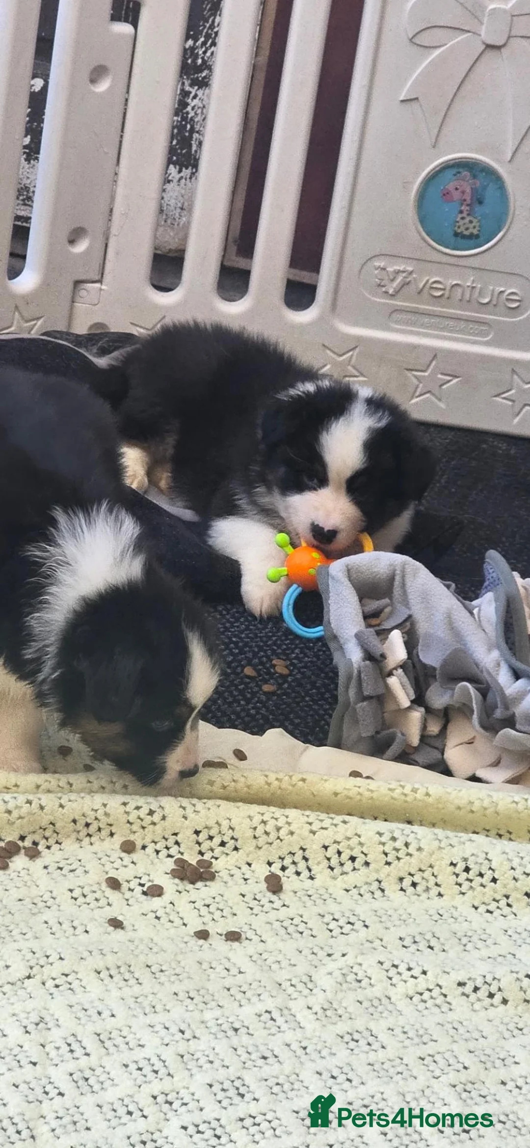 Australian Shepherd dogs for sale: Australian shepherds  - Advert 2