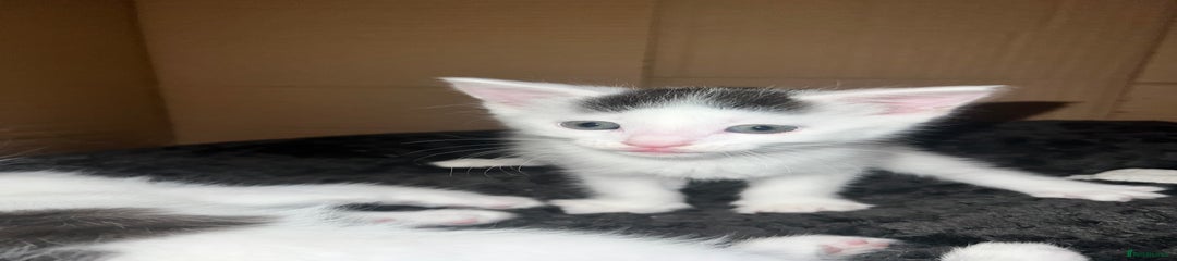 Mixed Breed Kitten 1