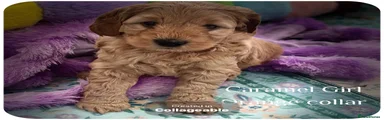 Australian Labradoodle 3