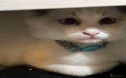 Ragdoll cats for sale: Ragdoll kittens Blue, Lilac & flame or blue/seal - Image 21