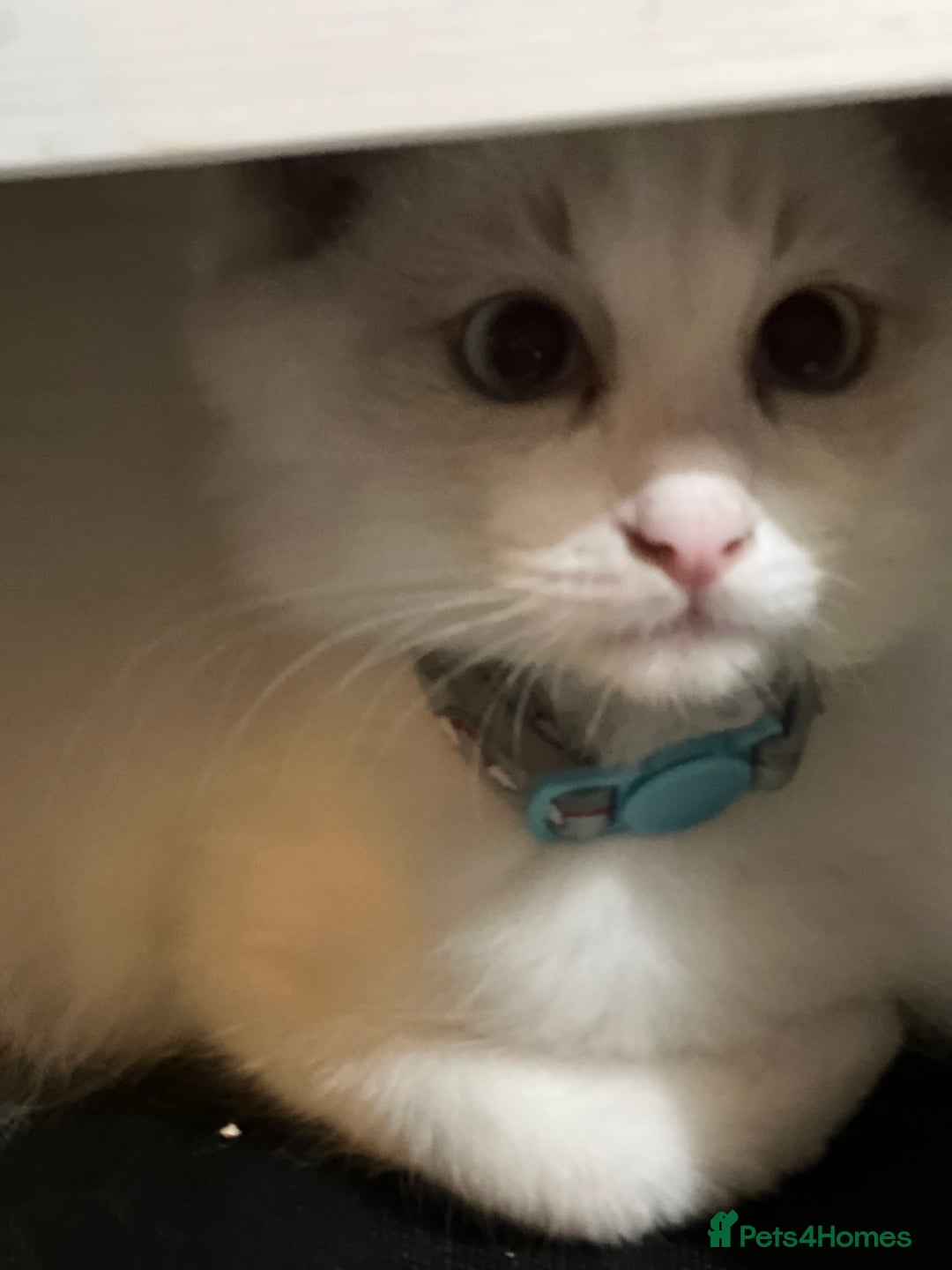Ragdoll cats for sale: Ragdoll kittens Blue, Lilac & flame or blue/seal - Image 21
