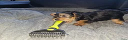 Yorkshire Terrier dogs for sale: 🐶 💖Pedigree Yorkshire Terrier Puppies💖 🐶 - Advert 33