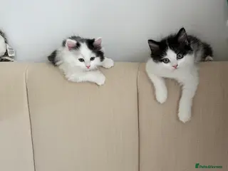 Mixed Breed cats Ragdoll & Kurilian bobtail mixed - Advert 2