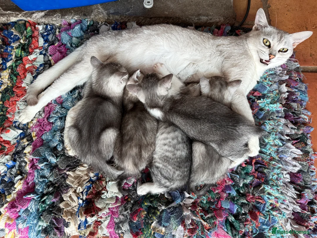 Mixed Breed cats for sale: Burmilla cross male kitten - Advert 2