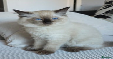 Ragdoll cats - Advert 7