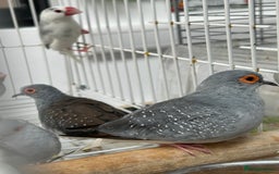 Finches birds for sale: Various Stunning Baby Finches  - Image 9