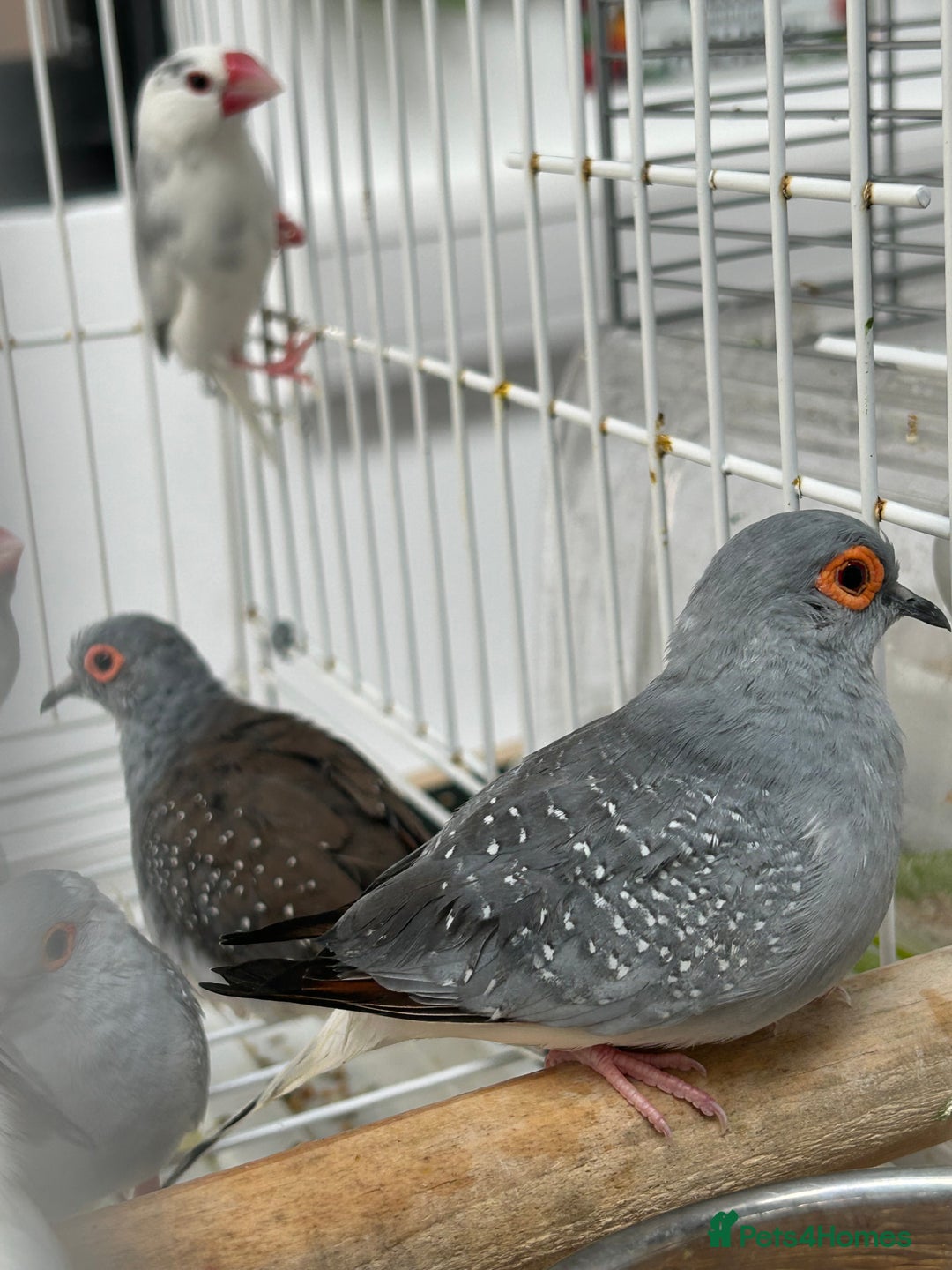 Finches birds for sale: Various Stunning Baby Finches  - Image 9