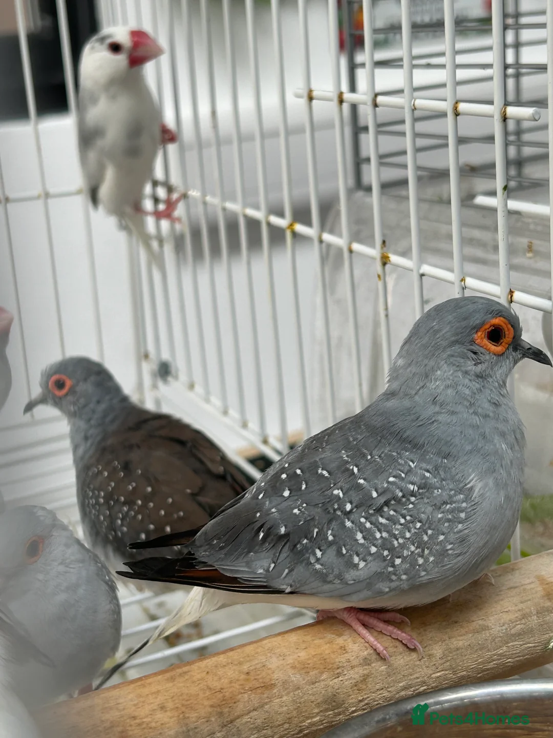 Finches birds for sale: Various Stunning Baby Finches  - Advert 9