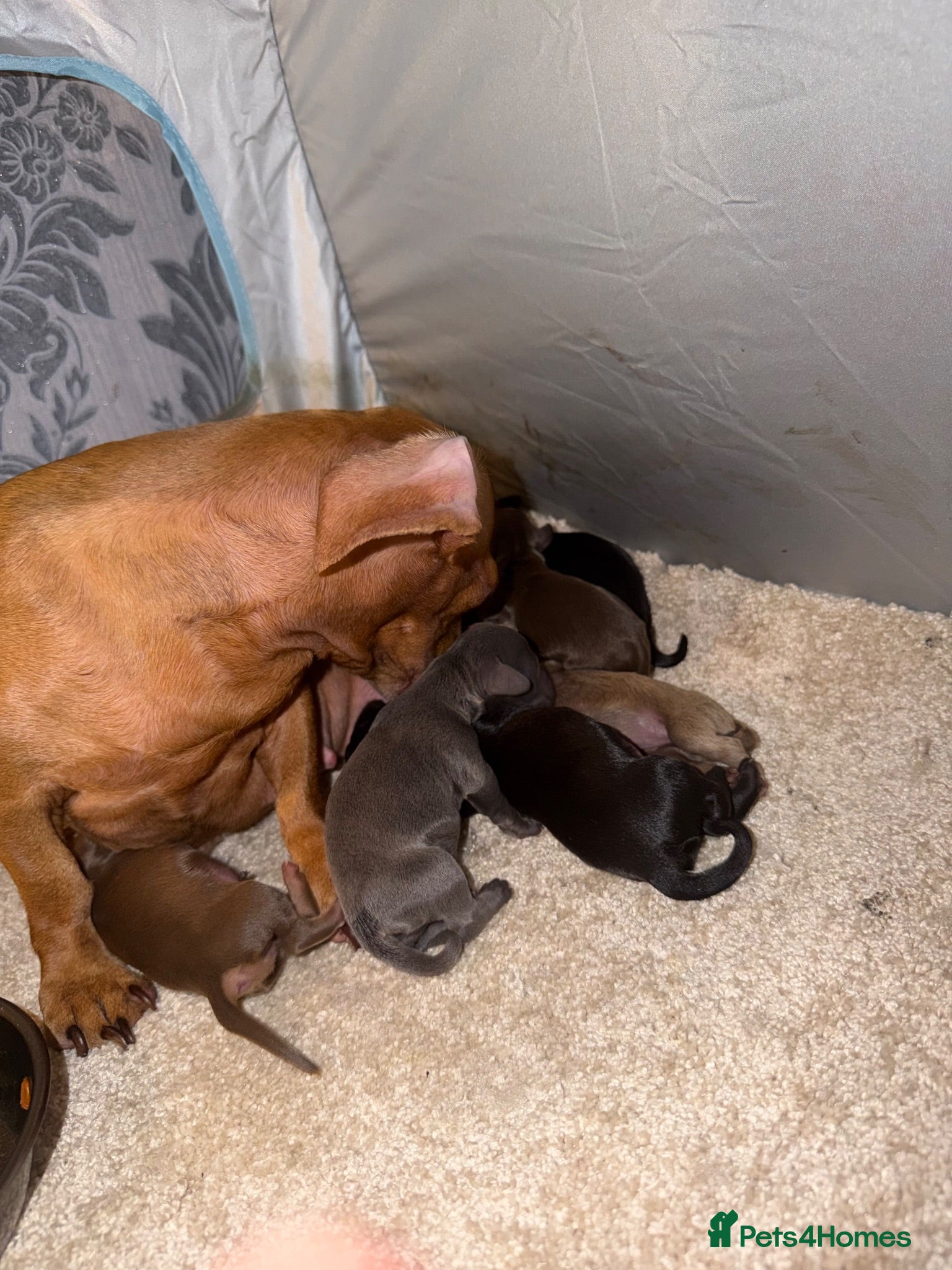 Miniature Dachshund dogs Miniature dachshunds  - Advert 1
