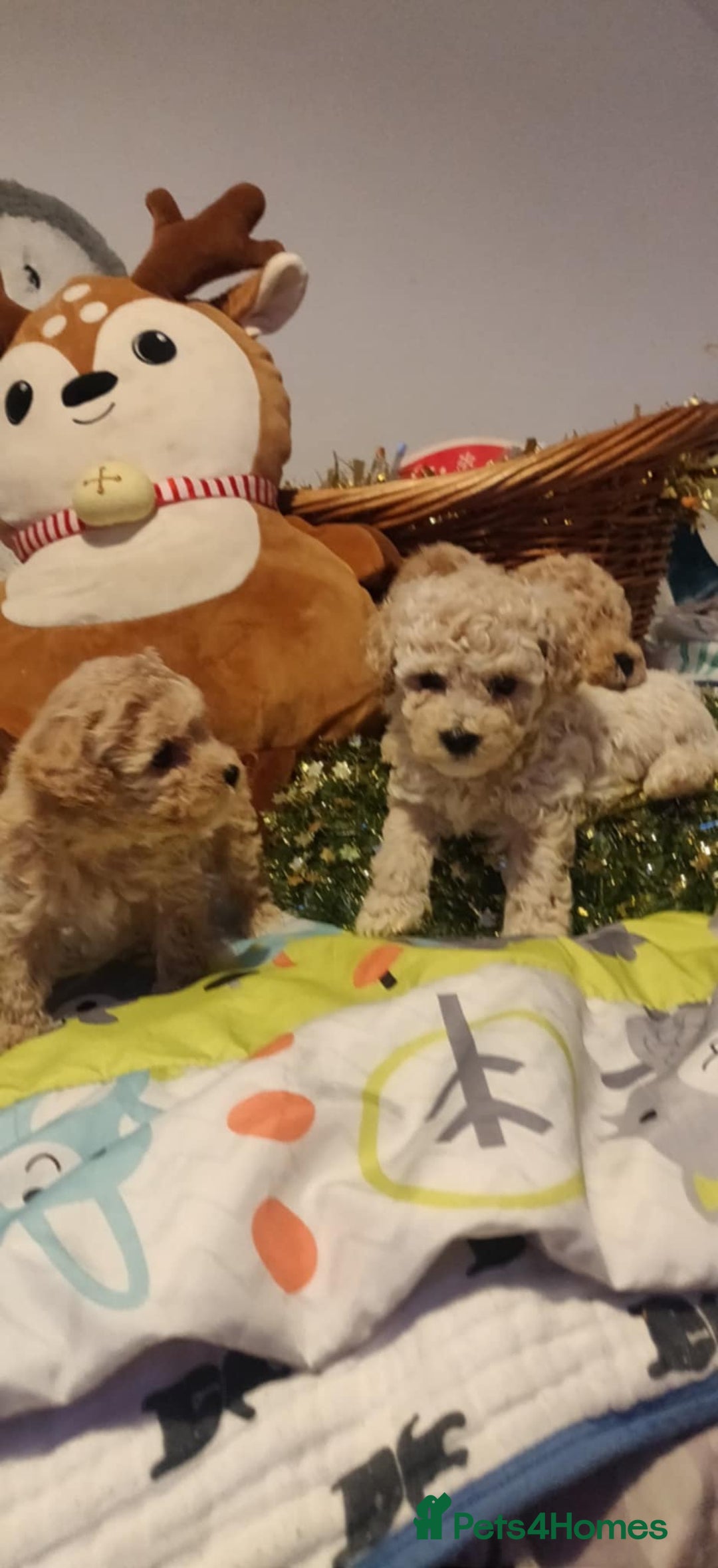 Maltipoo dogs for sale: Beautiful maltipoo puppys - Advert 18
