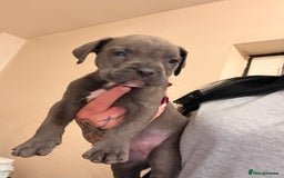 Cane Corso dogs for sale: Cane Corso puppies - Image 14