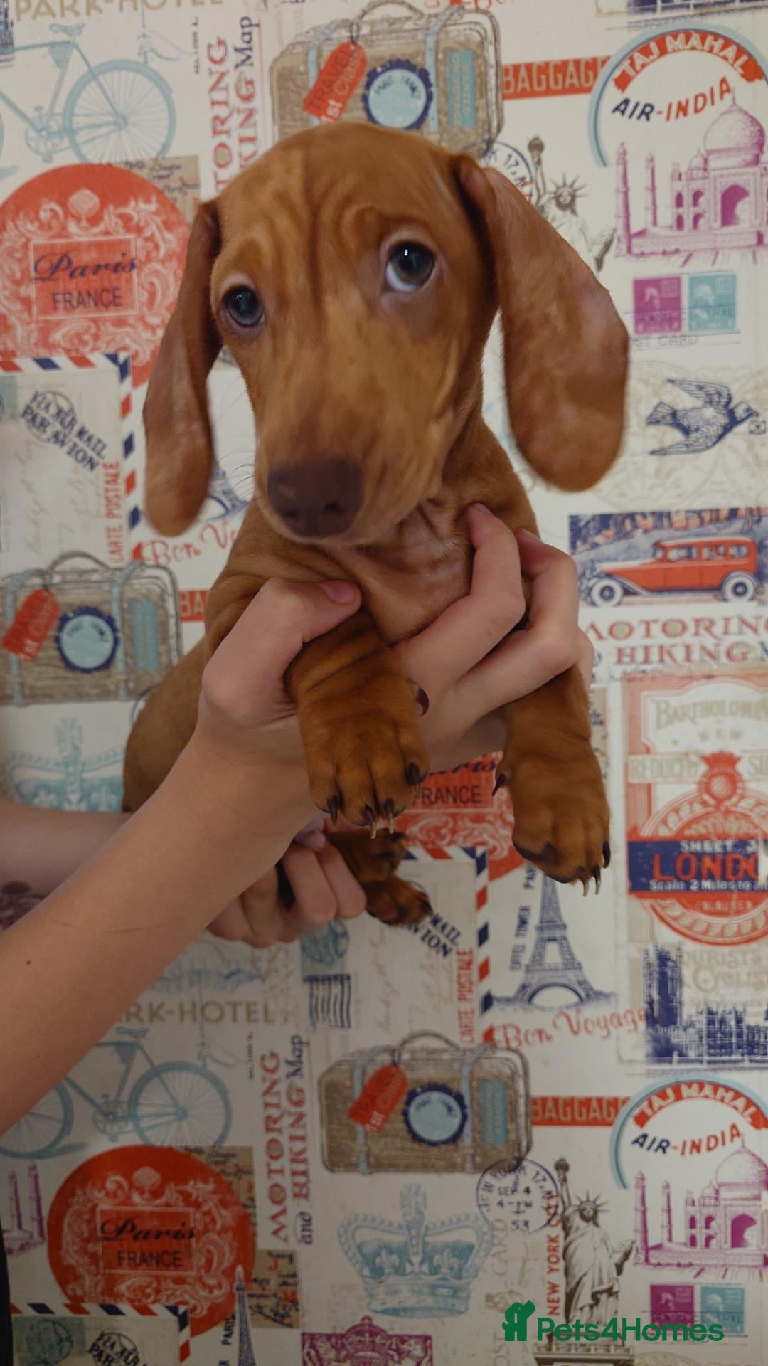 Miniature Dachshund dogs Beautiful Miniature Puppy Dachsung  - Advert 2