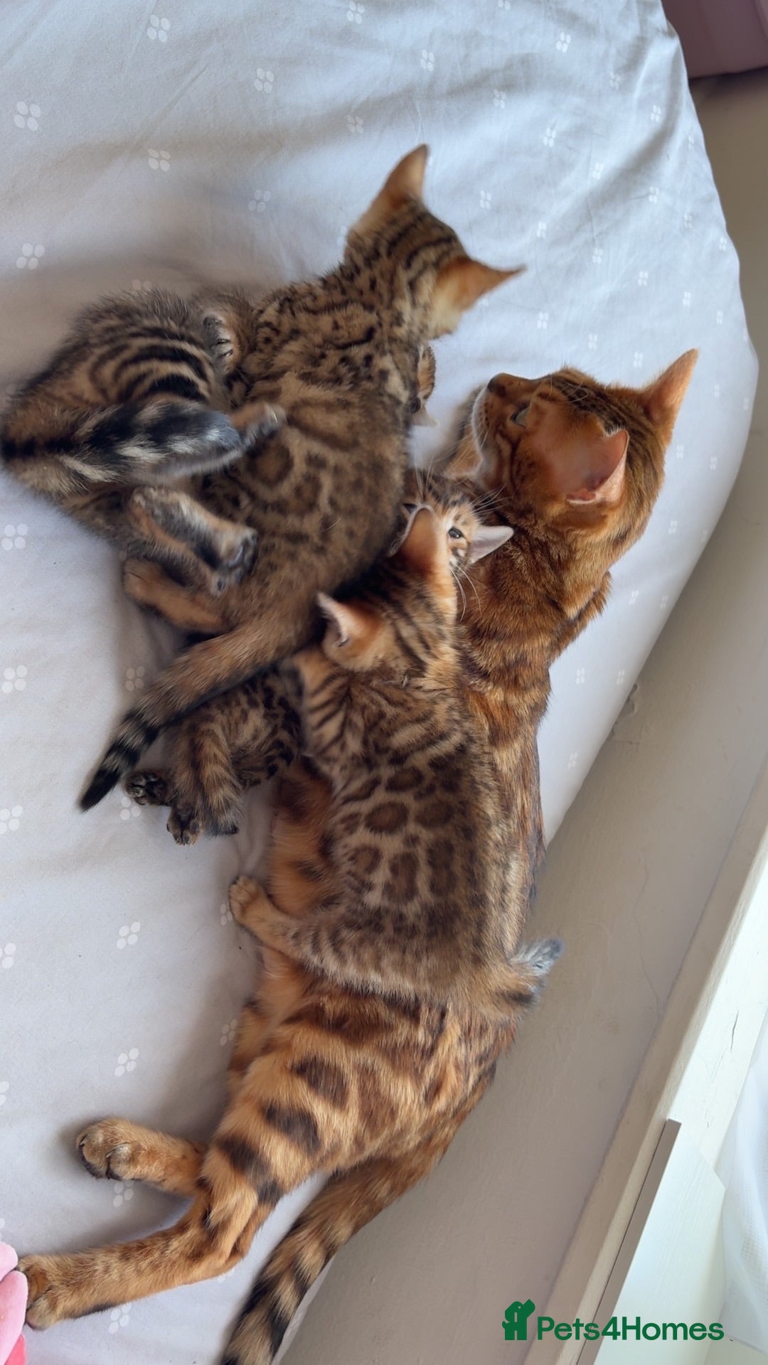 Bengal cats Beautiful Bengal Kittens🤎 - Advert 1