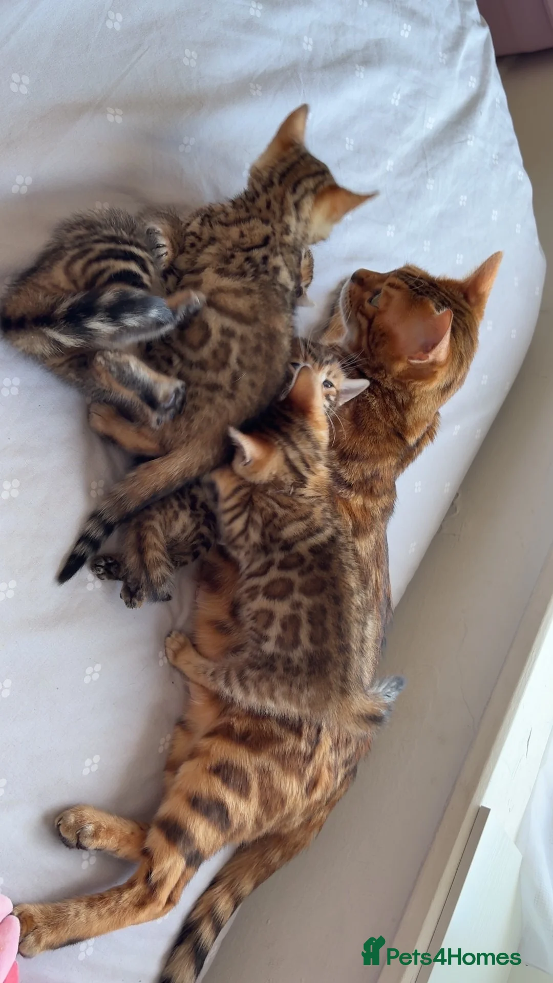 Bengal cats for sale: Beautiful Bengal Kittens🤎 in London - Advert 1