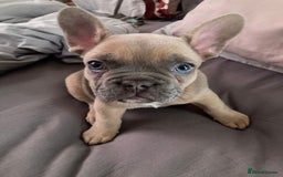 Pug dogs for stud: KC Reg Proven French Bulldog Lilac & Tan For Stud in Colchester - Image 15