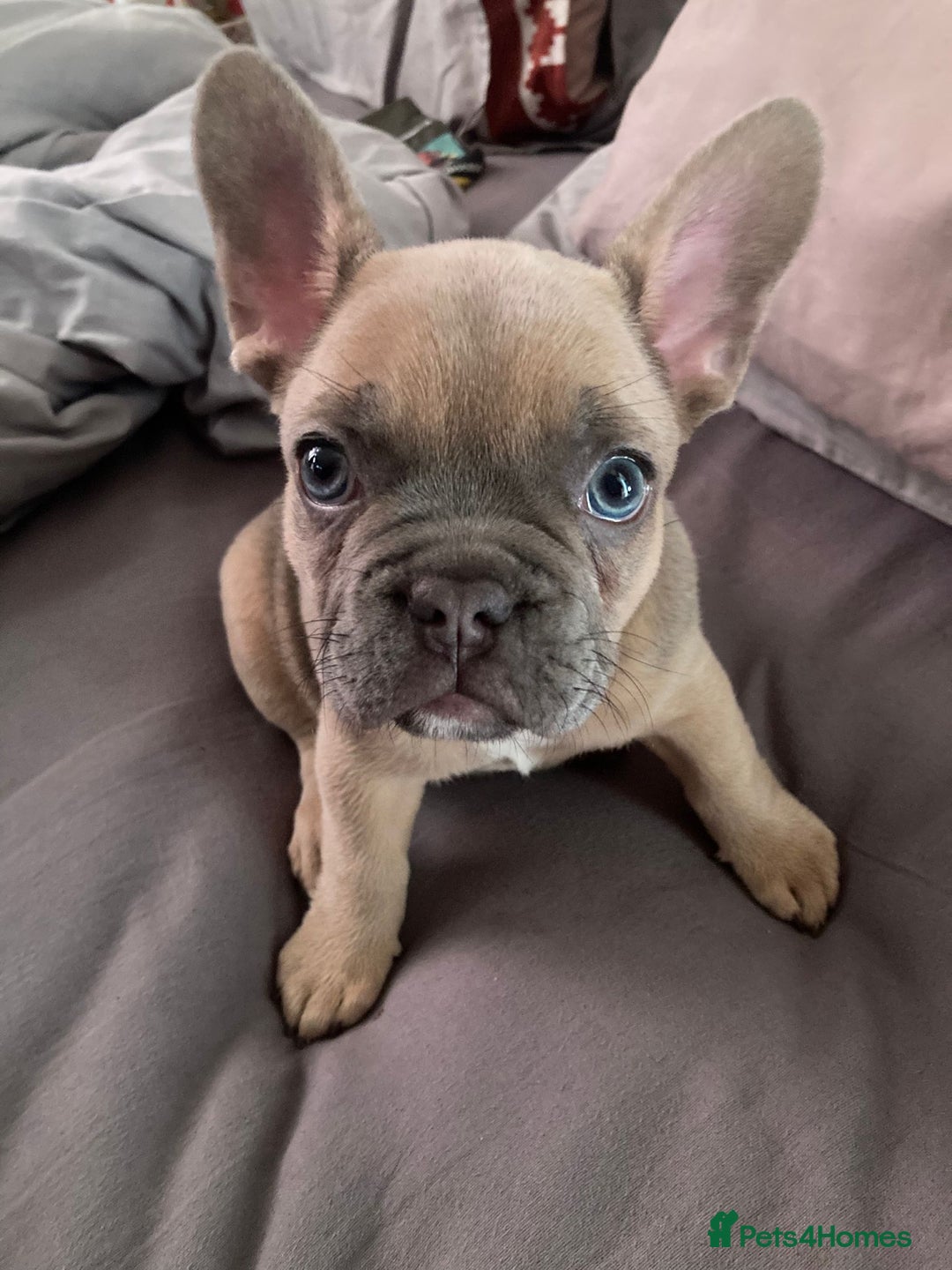 Pug dogs for stud: KC Reg Proven French Bulldog Lilac & Tan For Stud in Colchester - Image 15