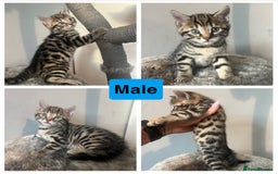 Bengal cats for sale: Bengal kittens 1 MALE REMAINING!! Ready now! - Image 4