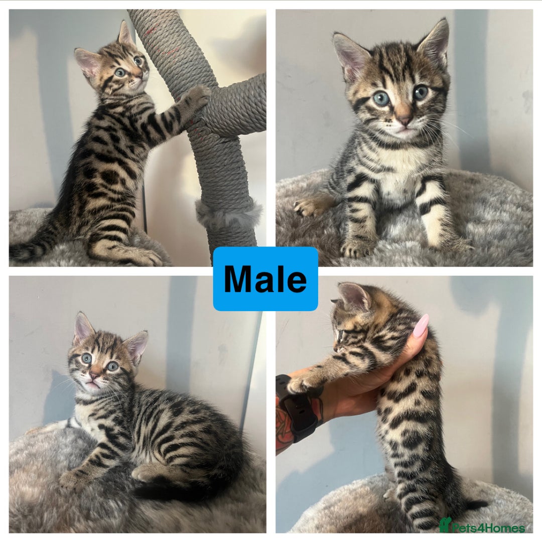 Bengal cats for sale: Bengal kittens 1 MALE REMAINING!! Ready now! - Image 4