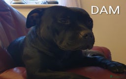 Staffordshire Bull Terrier dogs for sale: KC registered Champions Bloodline Show Quality  - Image 14