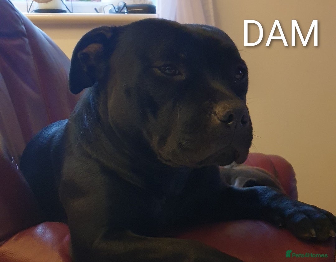 Staffordshire Bull Terrier dogs for sale: KC registered Champions Bloodline Show Quality  - Image 14