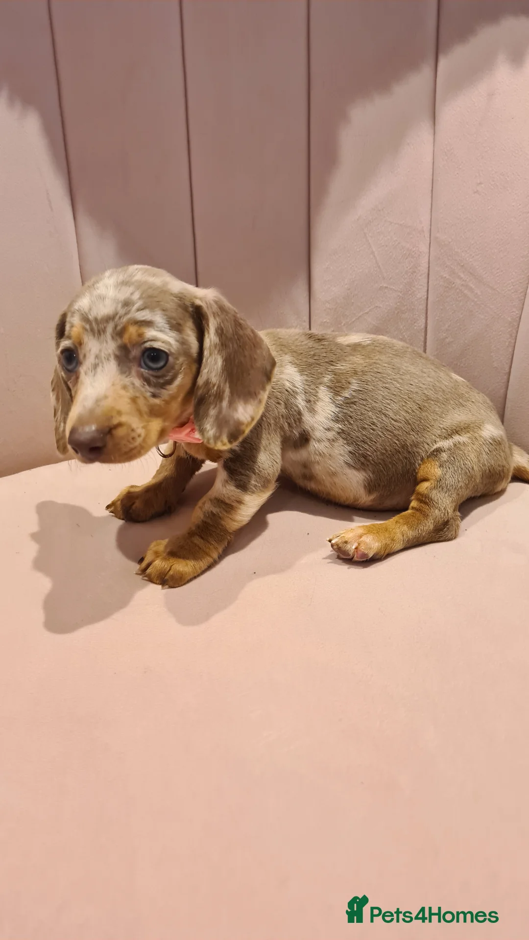 Miniature Dachshund dogs for sale: Lilac dapple daxies ready soon 3 girls 2 boys left - Advert 3