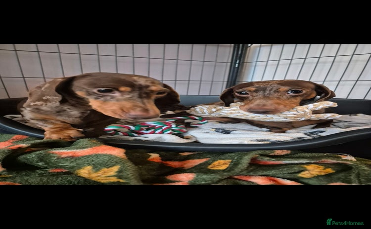 Miniature Dachshund dogs - Advert 13