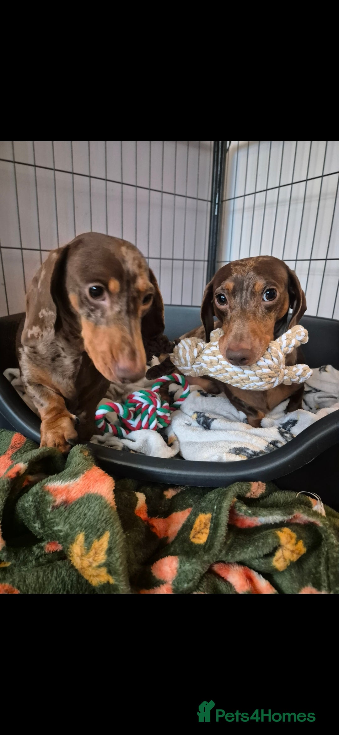 Miniature Dachshund dogs for sale: £800 for 2 male miniature choc dapple dachshunds - Image 1