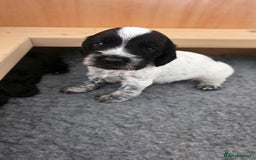 Cocker Spaniel dogs for sale: 🐾 Working Cocker Spaniel Puppies for Sale £800  - Image 5