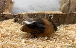 Guinea Pig rodents for sale: Lots of Baby Girls Guinea Pigs available 💗  - Image 14