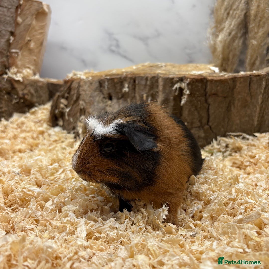 Guinea Pig rodents for sale: Lots of Baby Girls Guinea Pigs available 💗  - Image 14